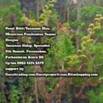 Pusat Tanaman Hias Buah2an Jasa Pembuatan Taman Garut Garuttradingcom 1