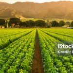 Why the Rich Invest in Farmland and Agriculture GARUTTRADINGCOM