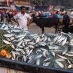 Rising Fuel Prices and the Collapse of Small-Scale Fishing Communities GARUTTRADINGCOM